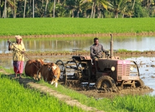 Campo agrícola 250 hectáreas