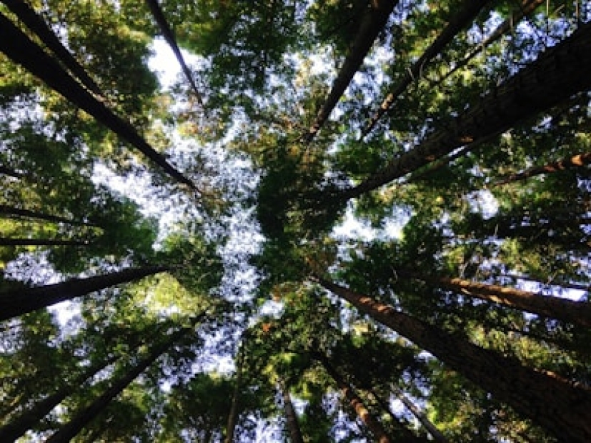 Servicio de alambrado rural