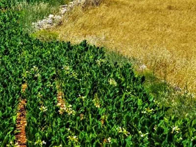 Fertilizante NPK 20-10-10